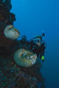 advanced open water scuba diving course