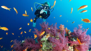 Padi Digital Underwater Photographer Course