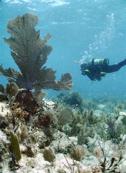 Scuba diver swimming over reef